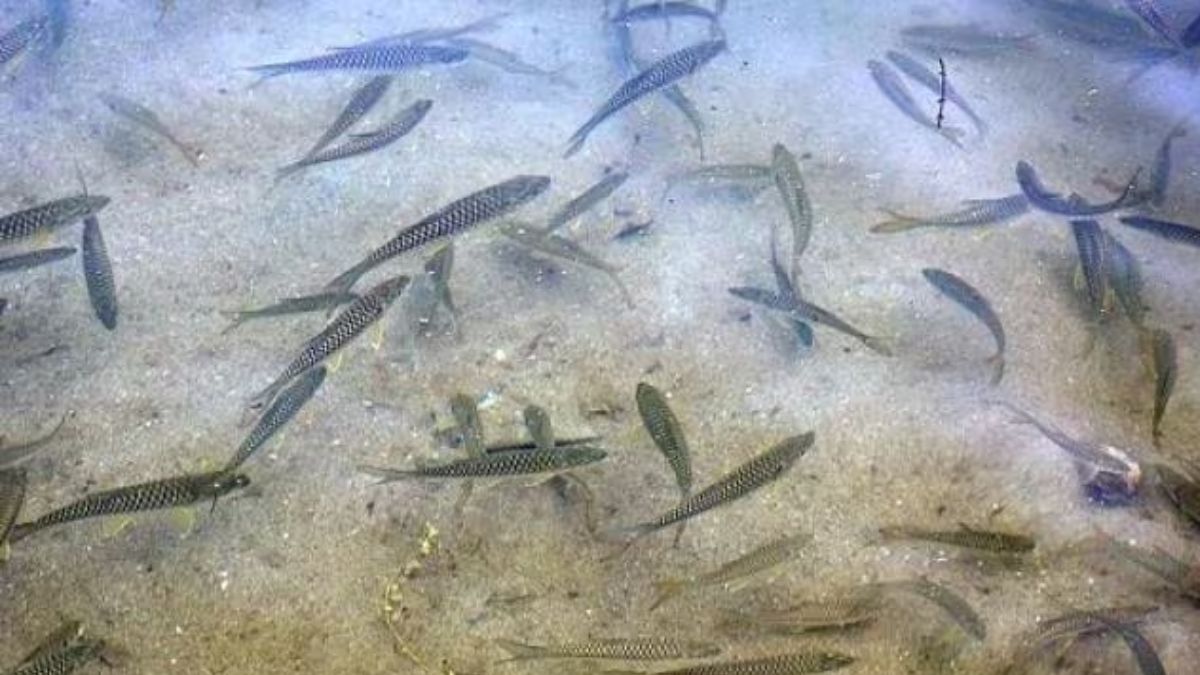 रोक के बाद भी मत्स्य का हो रहा शिकार