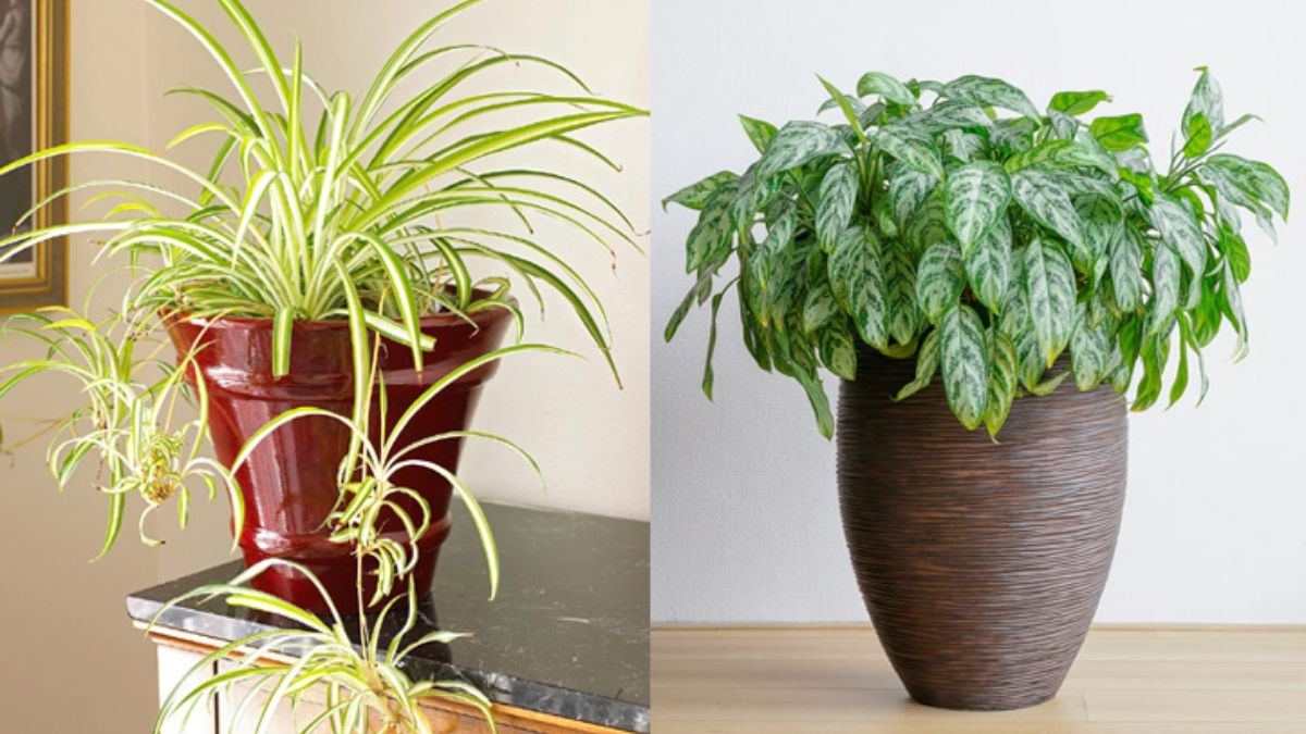 घर की सुंदरता बढ़ाने के लिए पौधे लगाएं