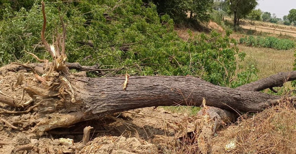 किसान ने पड़ोसी पर नीम के हरे पेड़ काटने का लगाया आरोप