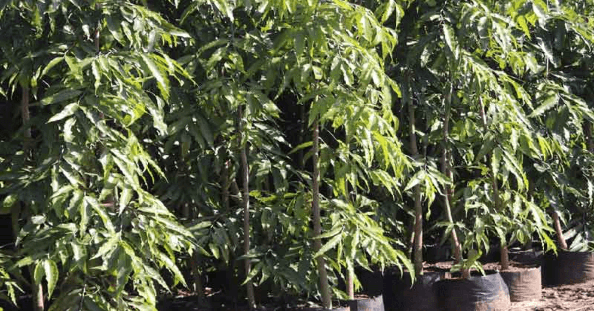 वृक्ष ही जिंदगी का आधार है - वन क्षेत्राधिकारी