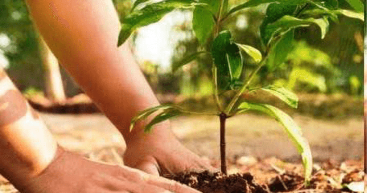 हर वर्ष वृक्षारोपण का रिकॉर्ड: जीवित पेड़ न के समान