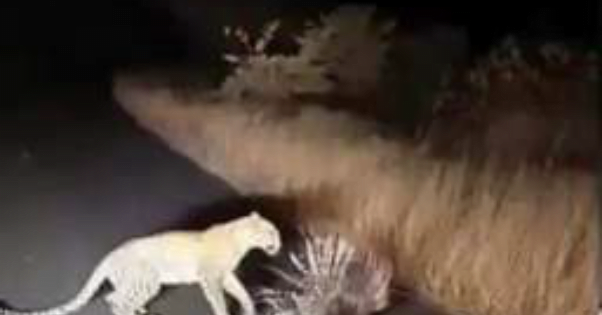 आईआईटी कानपुर में तेंदुए की चहलकदमी