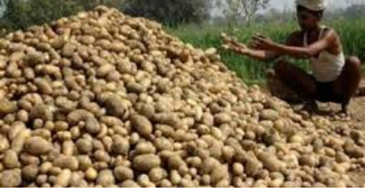 शीतगृह में भंडारित आलू की निकासी करें किसान