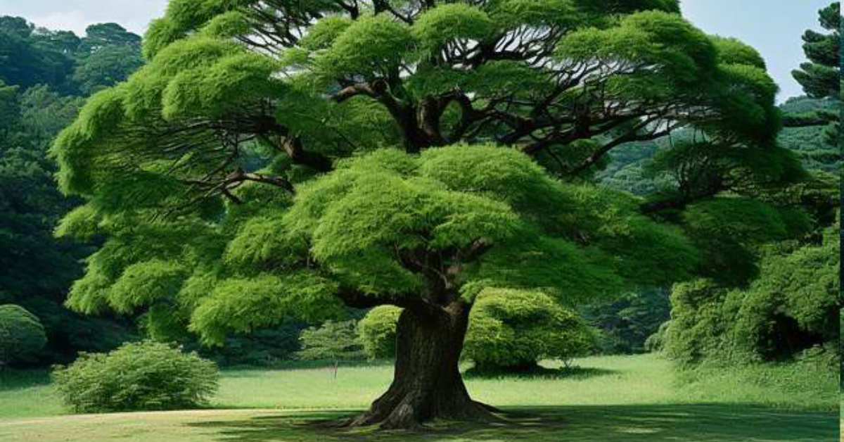 पीछे रह गए पेड़