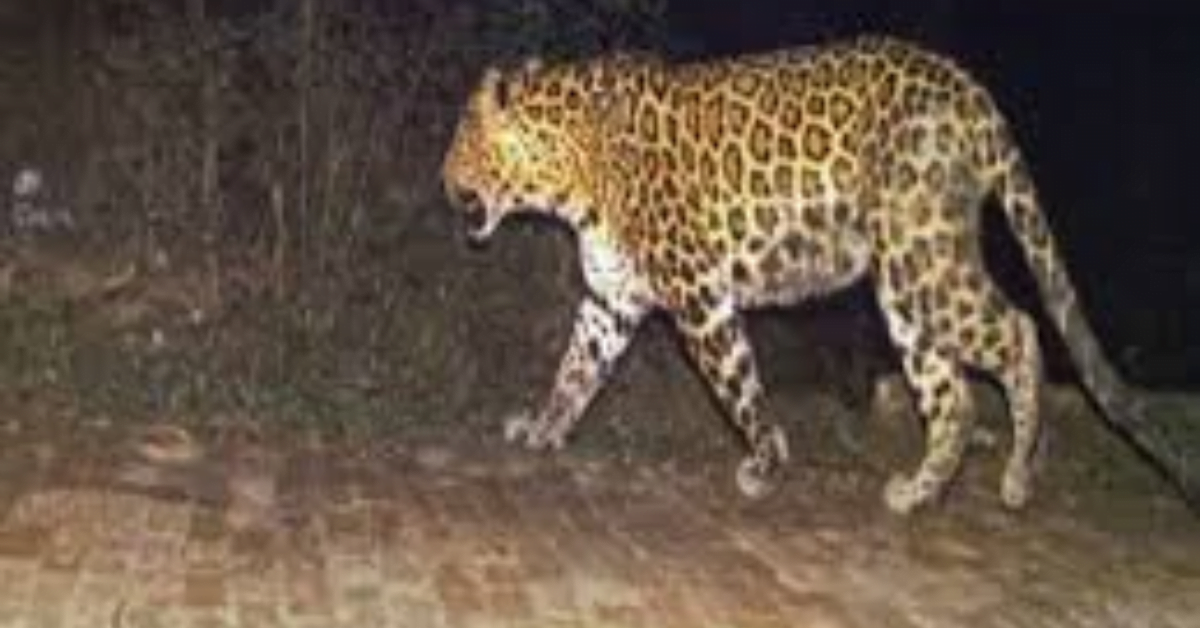 आईआईटी के जंगलों में चला सर्च ऑपरेशन