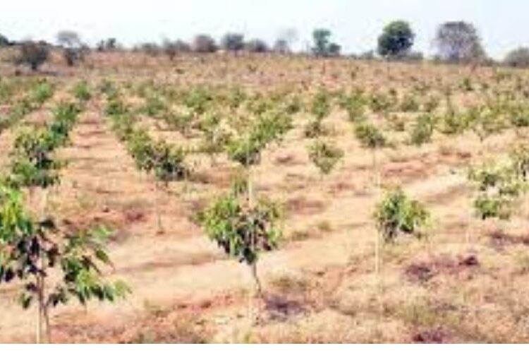 एनएसआई में एक हजार से अधिक पौधे लगाए गए