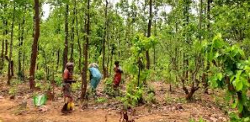 संरक्षित जंगंलों में असुरुरक्षित आदिवासी