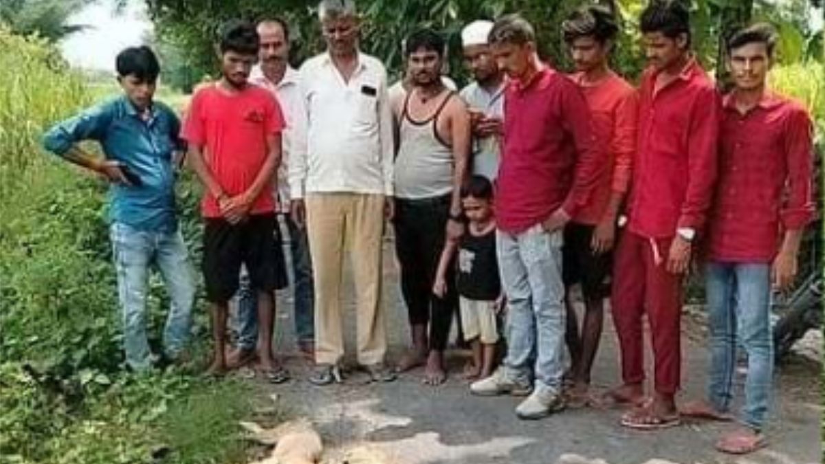 हमलावर सियार को किसान ने दी पटखनी हुई मौत