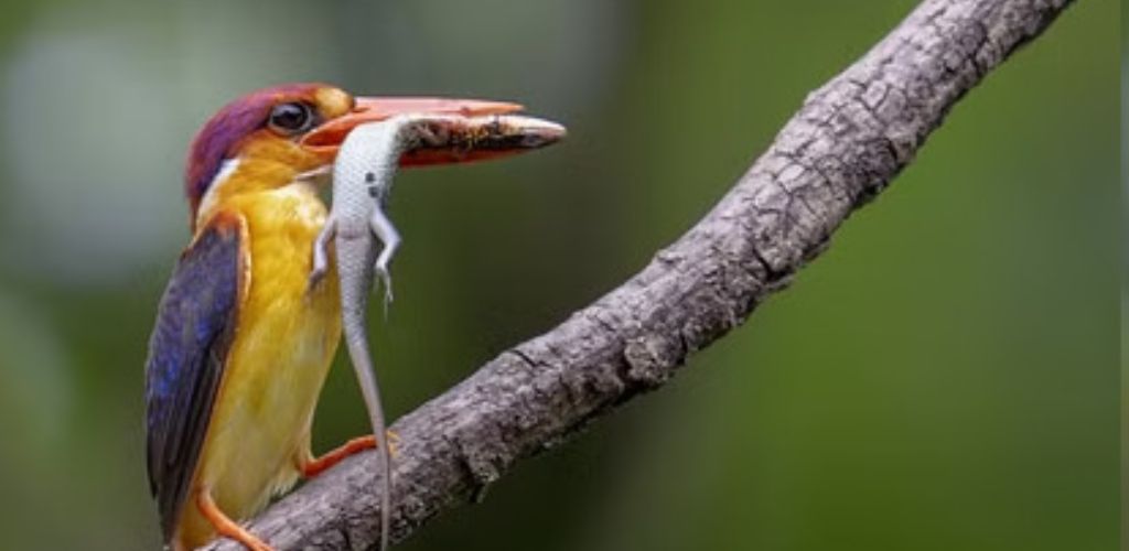 मॉनसून और पक्षियों की अनोखी दुनिया