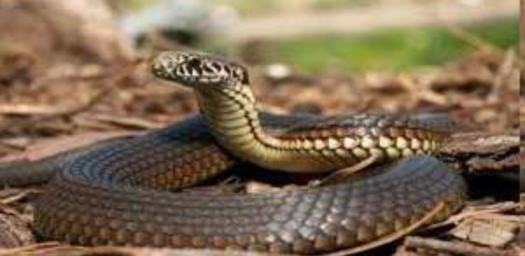 मॉनसून और सांप: भारत में सर्पदंश का कहर और सांपों से जूझती ग्रामीण आबादी