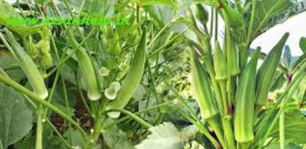 बरसाती मौसम में भिंडी को कीटों से बचाएं किसान