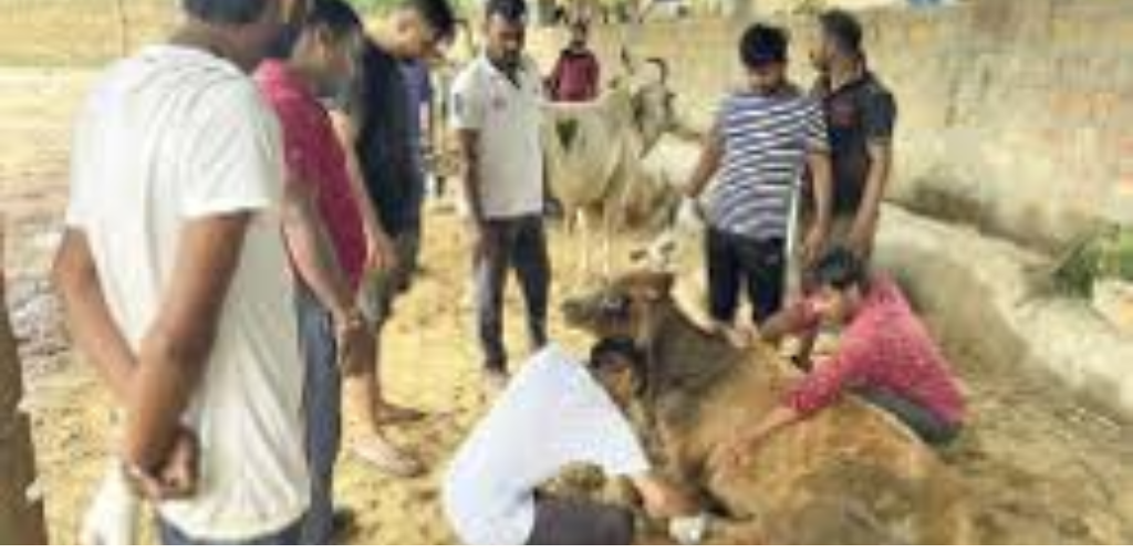 विहिप बजरंग दल के कार्यकर्ताओं ने गोवंश की बचाई जान